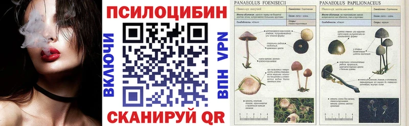 Псилоцибиновые грибы Cubensis  Заинск 